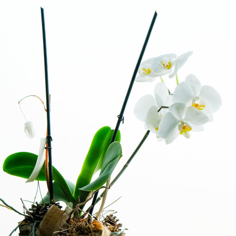 Liefde voor orchideën
